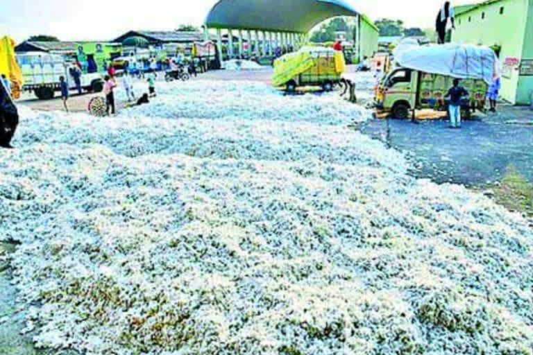 cotton purchase is interrupted in Adilabad market