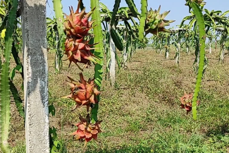 DRAGON FRUIT IN JALNA