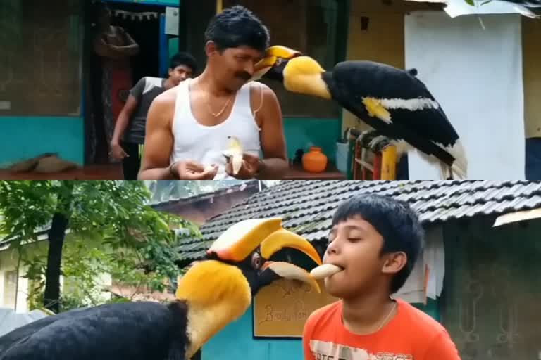 Hornbill karawar  Hornbill shetty home  Hornbill home coming story  മലമുഴക്കി വേഴാമ്പൽ  മലമുഴക്കി വേഴാമ്പൽ വീട്ടിൽ വരുന്നു  ഷെട്ടിയുടെ വീട്ടിൽ വേഴാമ്പൽ  വേഴാമ്പലും കർണാടക കുടുംബവും  കുടുംബാഗമായി വേഴാമ്പൽ  അതിഥിയായി വേഴാമ്പൽ