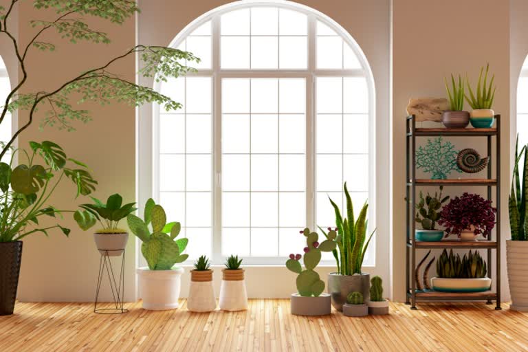 Clean air post-pandemic, Air purifying plants, Plants to clean air