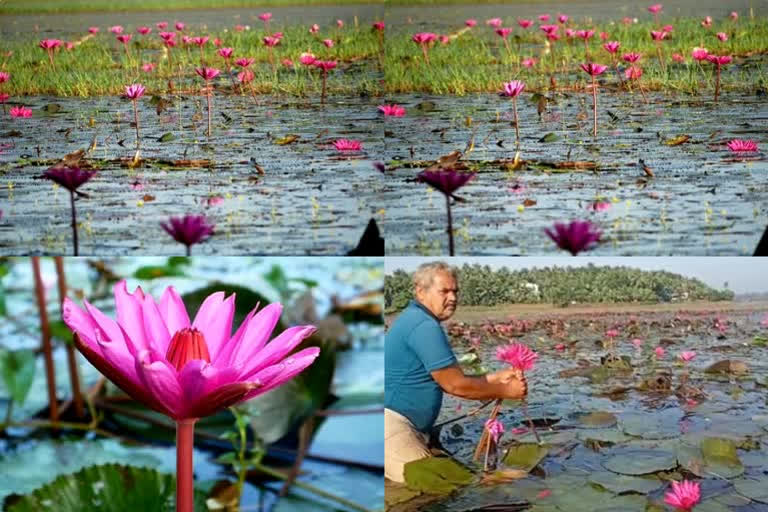 Water lilies are the talk of the town these days