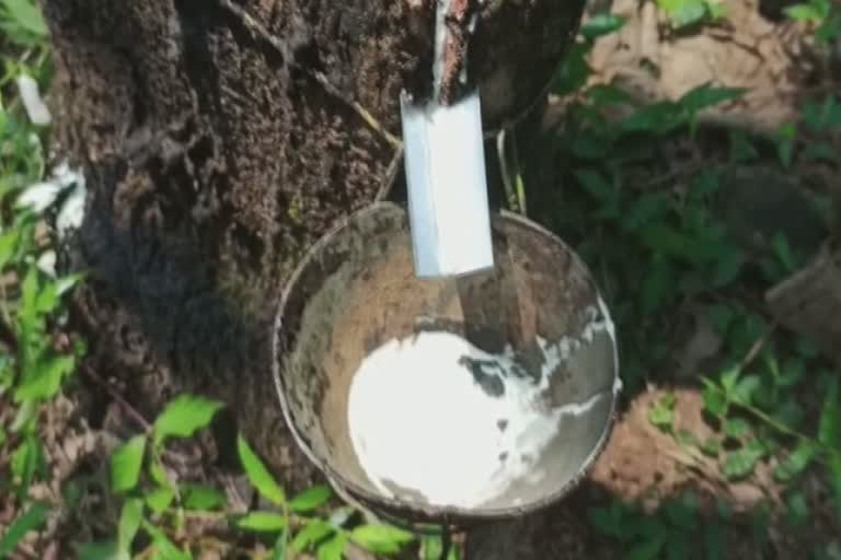 rubber prices increase  റബ്ബര്‍ വില ഉയർന്നു  rubber market  റബ്ബര്‍ വിപണി  കണ്ണൂർ  റബ്ബര്‍ കർഷകർ  rubber farmers