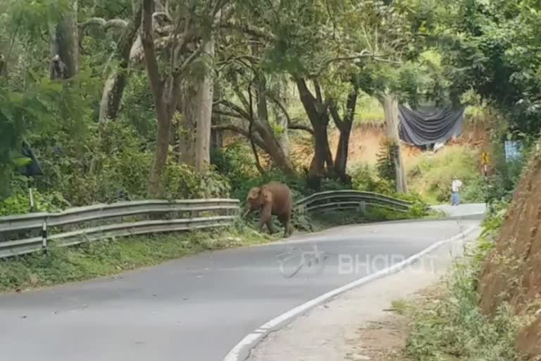 Wild elephant entered in coonoor farmhouse