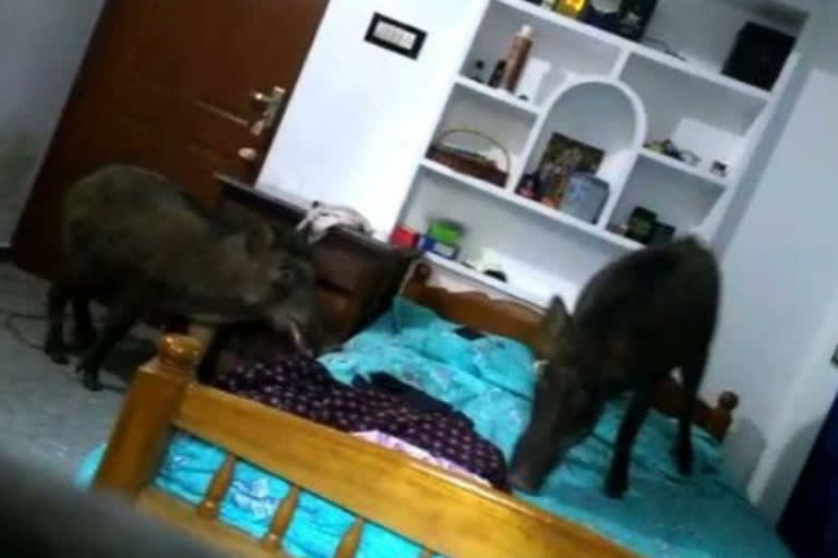 Wild boars rush inside a house at Kozhikode district