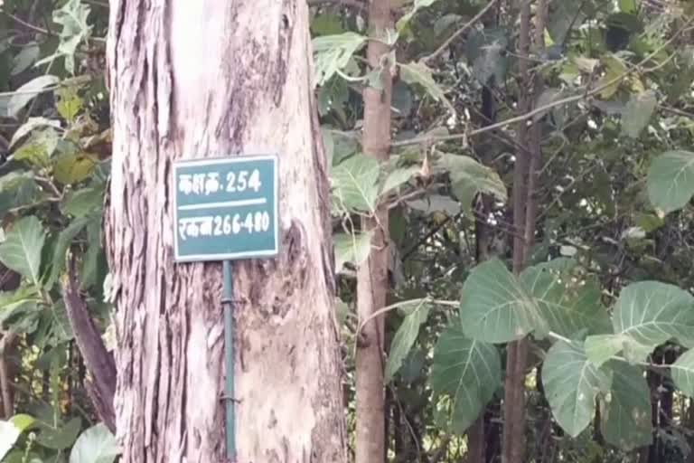 villagers-cutting-forest-in-mahasamund