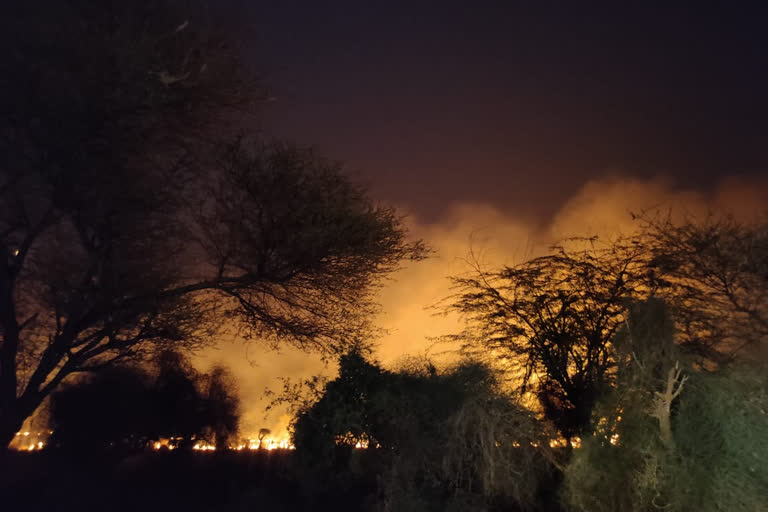 बीड़ के पेड़ जलकर खाक, Bead tree burning