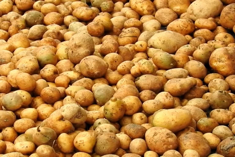 potato