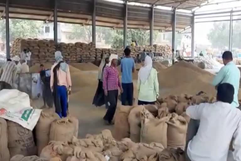 purchase of crop on MSP continues in palwal grain market