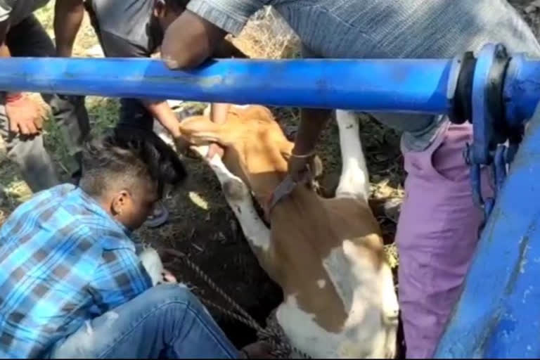 Cow fell into drain in Paonta Sahib