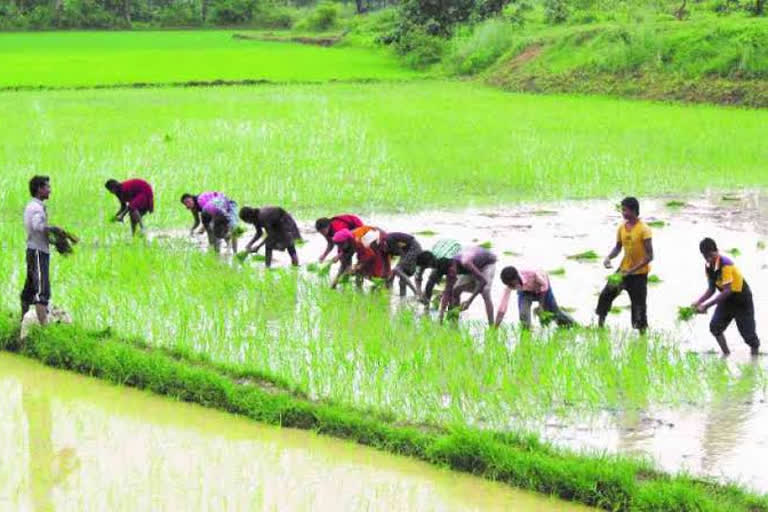 registration-date-increased-by-10-days-for-paddy-and-corn-purchase-in-korba