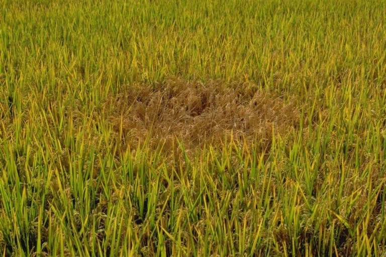 Brown plant hopper pest outbreak in paddy crop in jharkhand