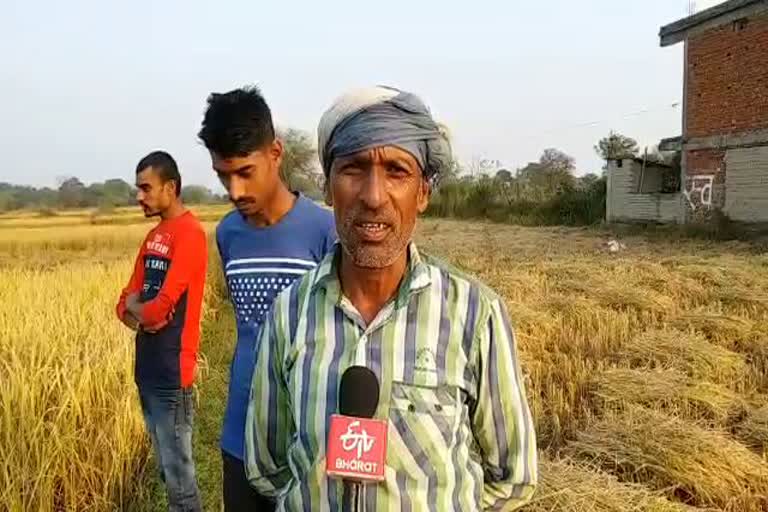 Paddy crop in surajpur