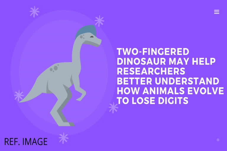 A TWO-FINGERED dinosaur,Oviraptorids