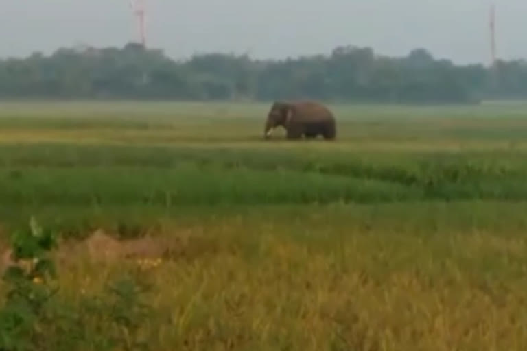 Jharkhandi elephant destroys paddy crop in Nilgiri