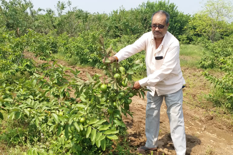 farmers trying Profitable Guava Cultivation