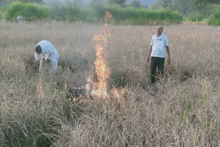 शेतकऱ्यांनी उभ्या पिकाला लावली आग