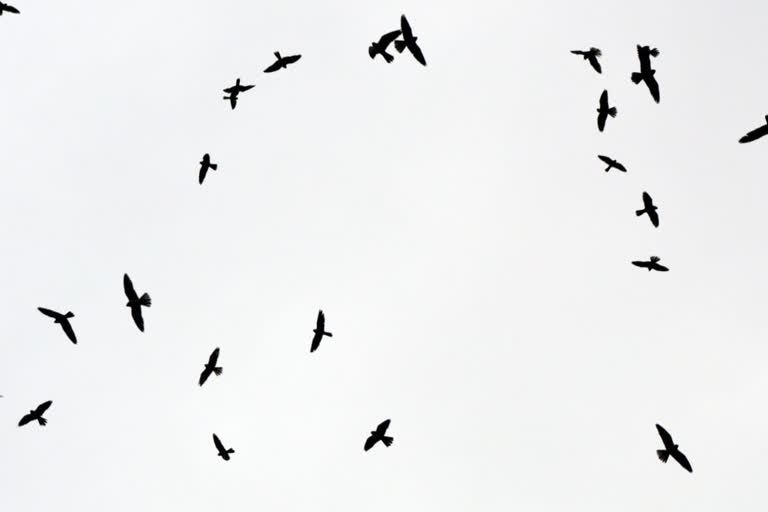 Amur falcons are among the fastest flying birds