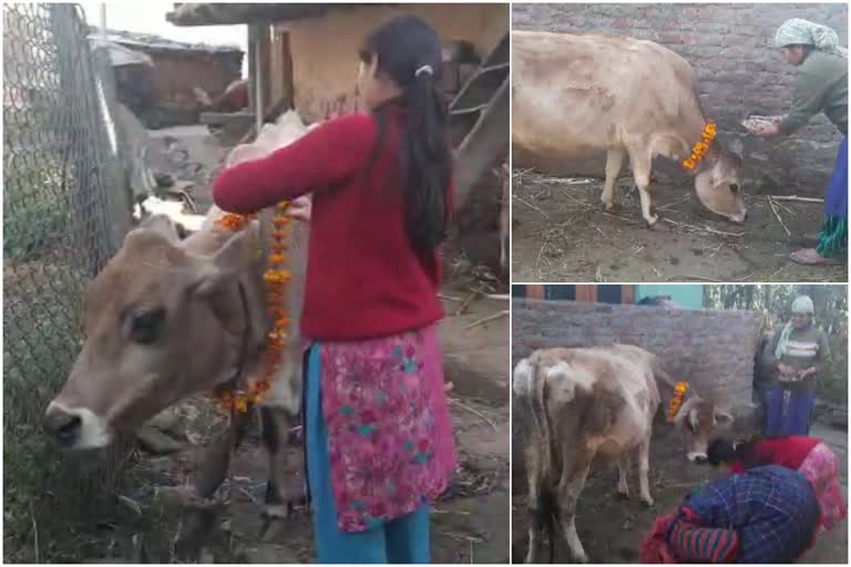 maal festival in kullu