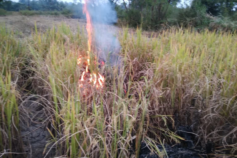 A farmer set fire to a crop infected with mosquitoes