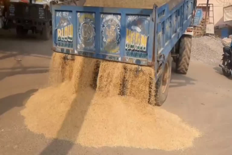 Government procurement of paddy is not start in Sohnas grain market