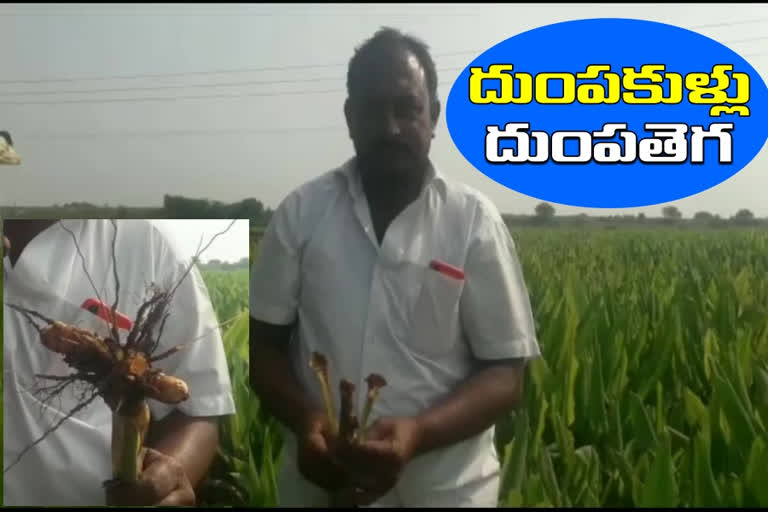 Turmeric crop effected this year due to heavy rains