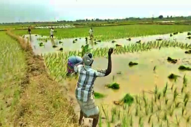 உற்சாகத்துடன் பணிசெய்யும் விவசாயிகள்