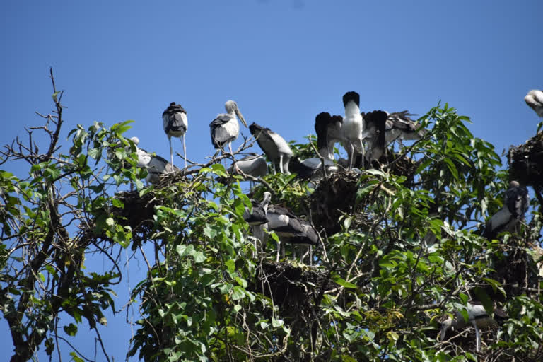 Asian openbill stork has been living in a gaon of Khowang