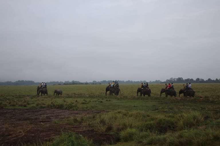 কাজিৰঙাত মুকলি হ'ল হাতী ছাফাৰী