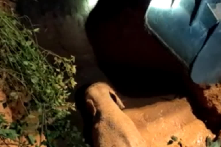 Child elephant rescued from abandoned well in Sambalpur