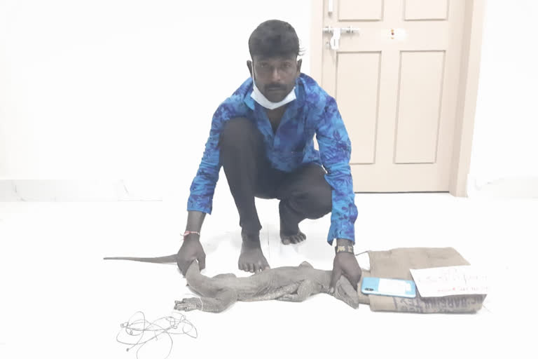 Man arrested for trying to sell Bengal monitor In Mysore