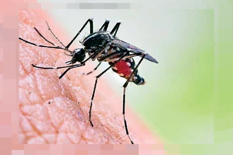 Female mosquitoes bite humans