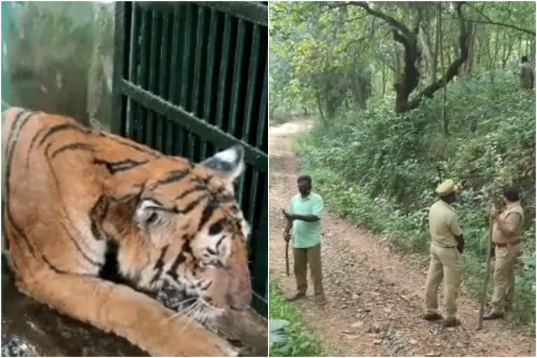 രക്ഷപ്പെട്ട കടുവയെ പിടികൂടി  കടുവയെ വനപാലകർ പിടികൂടി  നെയ്യാർ ലയൺ സഫാരി പാർക്കിൽ നിന്ന് ചാടിയ കടുവ പിടിയിൽ  മയക്കുമരുന്ന് വെച്ച് കടുവയെ പിടികൂടി  escaped tiger caught in neyyar safari park  saffari park tiger caught  neyyar lion safari park updation