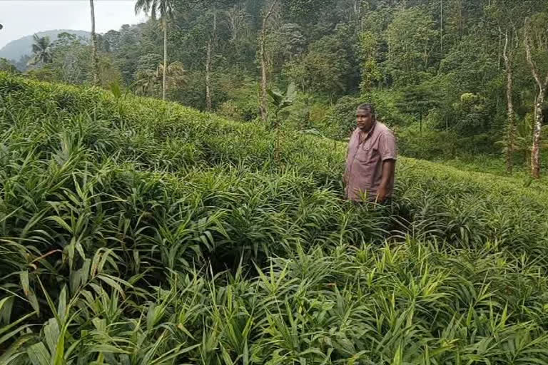 ഇടുക്കിയിൽ സജിത്തിന്‍റെ ഹരിതവിപ്ലവം  ഇടുക്കിയിലെ മഞ്ഞൾക്കൃഷി  സജിത്തിന്‍റെ ഇഞ്ചിക്കൃഷി  കാർഷിക പെരുമയിൽ ഇടുക്കി  idukki turmeric garden news  ginger garden in idukki  sajith's green revolution in idukki  frontier reporting on sajith