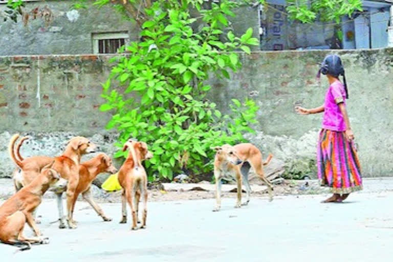 people are afraiding of street dogs in vijayawada