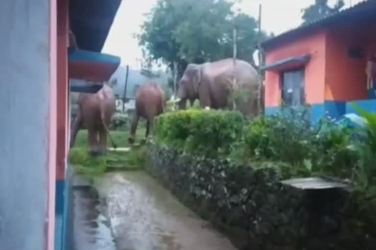 elephant attacked women