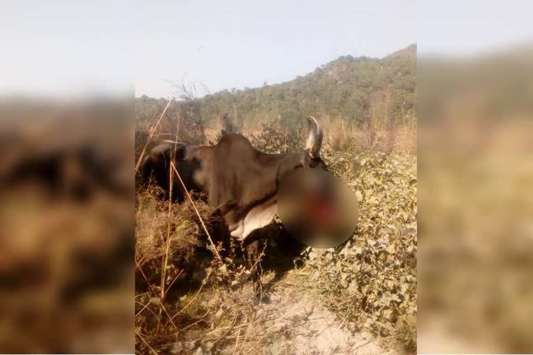 Animal injured by eating explosives in bilaspur