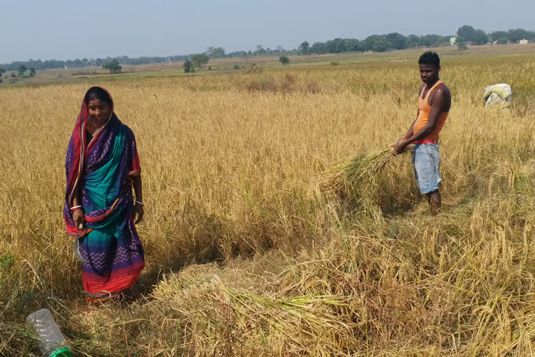 paddy purchase center not open in jamtara