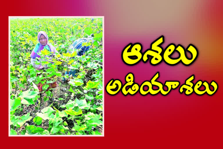 cotton farmers difficulties in khammam due to floods