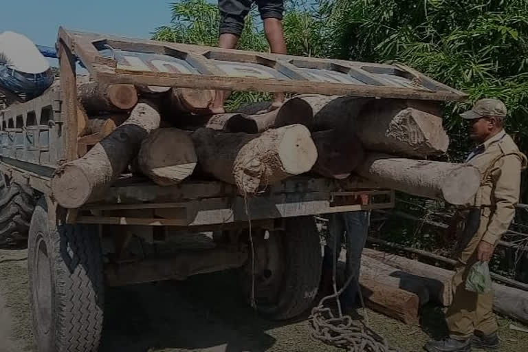 Illegal timber seized in Chirang