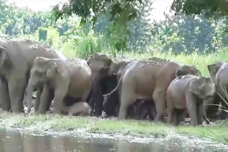 Hojai Elephant Destroy