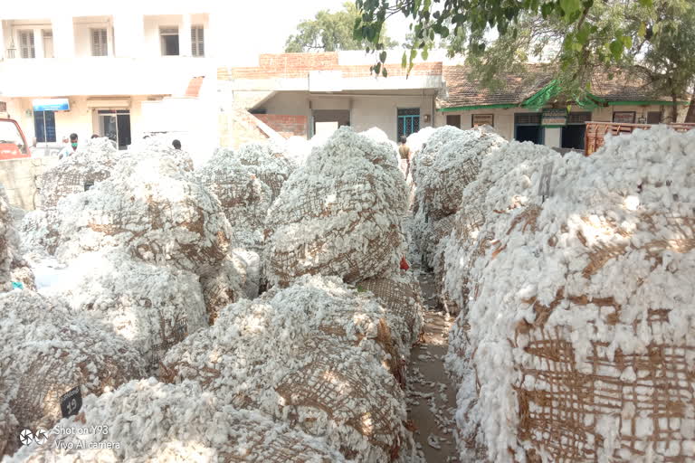 a-record-quantity-cotton-supply-to-ranebennur-apmc-market