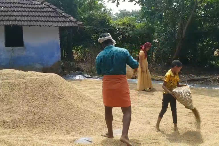 No workers available Palakkad paddy farmers crisis  workers  Palakkad paddy farmers crisis  paddy farmers  തൊഴിലാളി ക്ഷാമം; പാലക്കാട്ടെ നെൽകര്‍ഷകര്‍ പ്രതിസന്ധിയില്‍  നെൽകര്‍ഷകര്‍ പ്രതിസന്ധിയില്‍  തൊഴിലാളി ക്ഷാമം  പാലക്കാട്