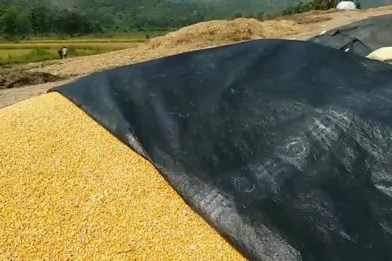 purchasing maize seeds.