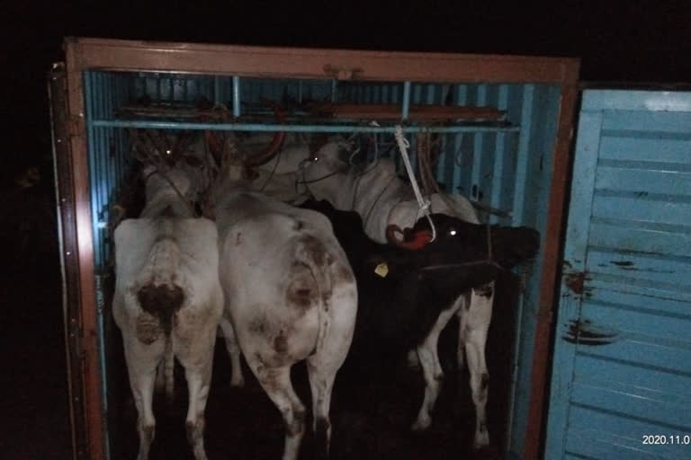 Trafficking of Cow illegally Arrest of five accused in Karwar