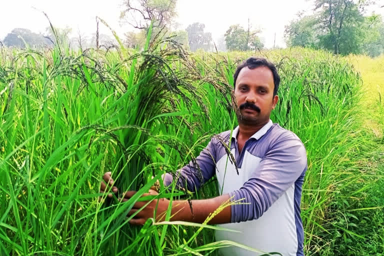 Farmer grows medicinal paddy in Nawapali village in raigarh