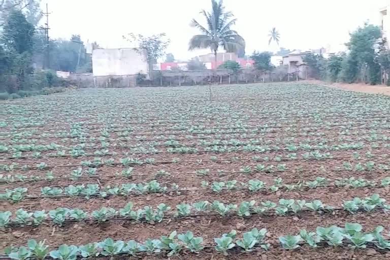 chhattisgarh-farmers-demand-to-fix-msp-of-vegetables-in-raipur