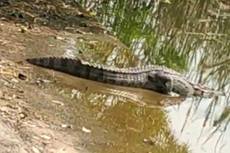 crocodile in Khamaria pond