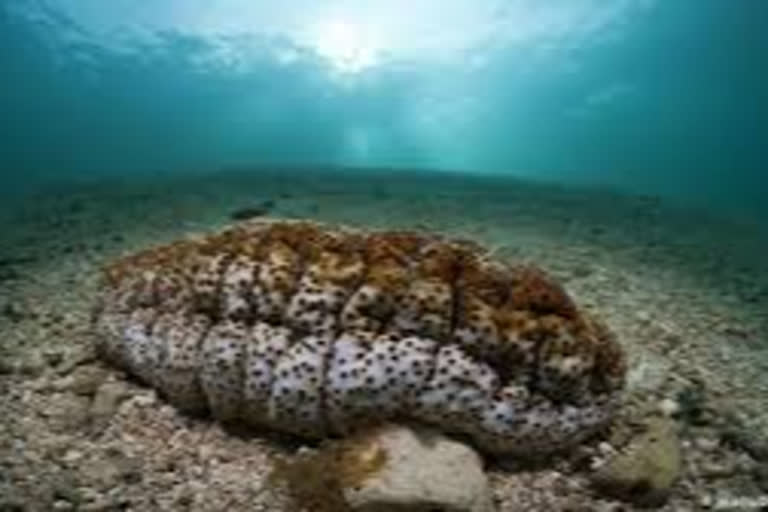 sea cucumber