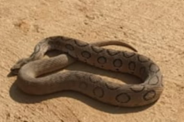 Russell Viper snake found in Giridih