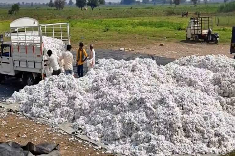 Cotton